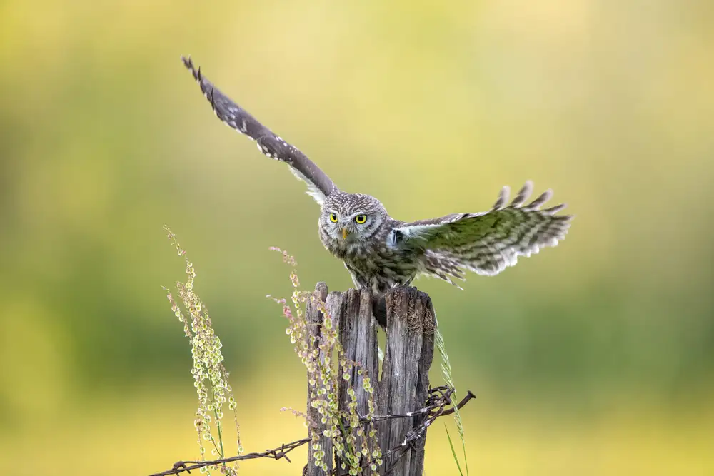 Redaelli, Marco: The equilibrist