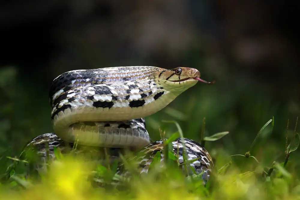 Afsheen, Kurit: Copper-headed Trinket Snake