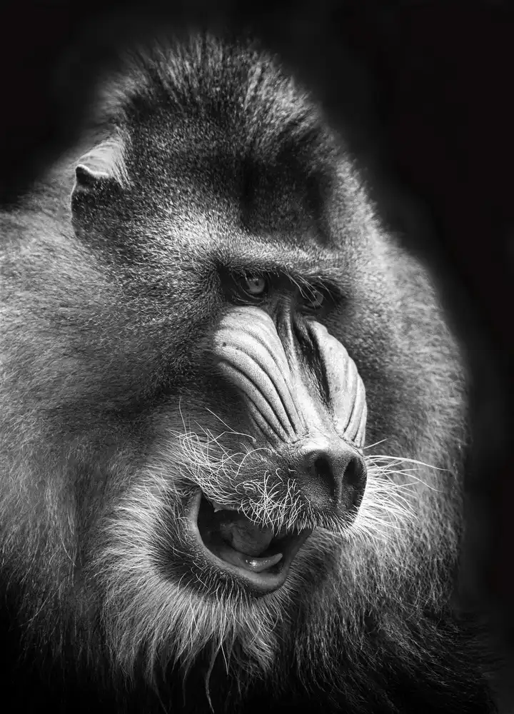 Hartojo, Muliani Angela: Mandril
