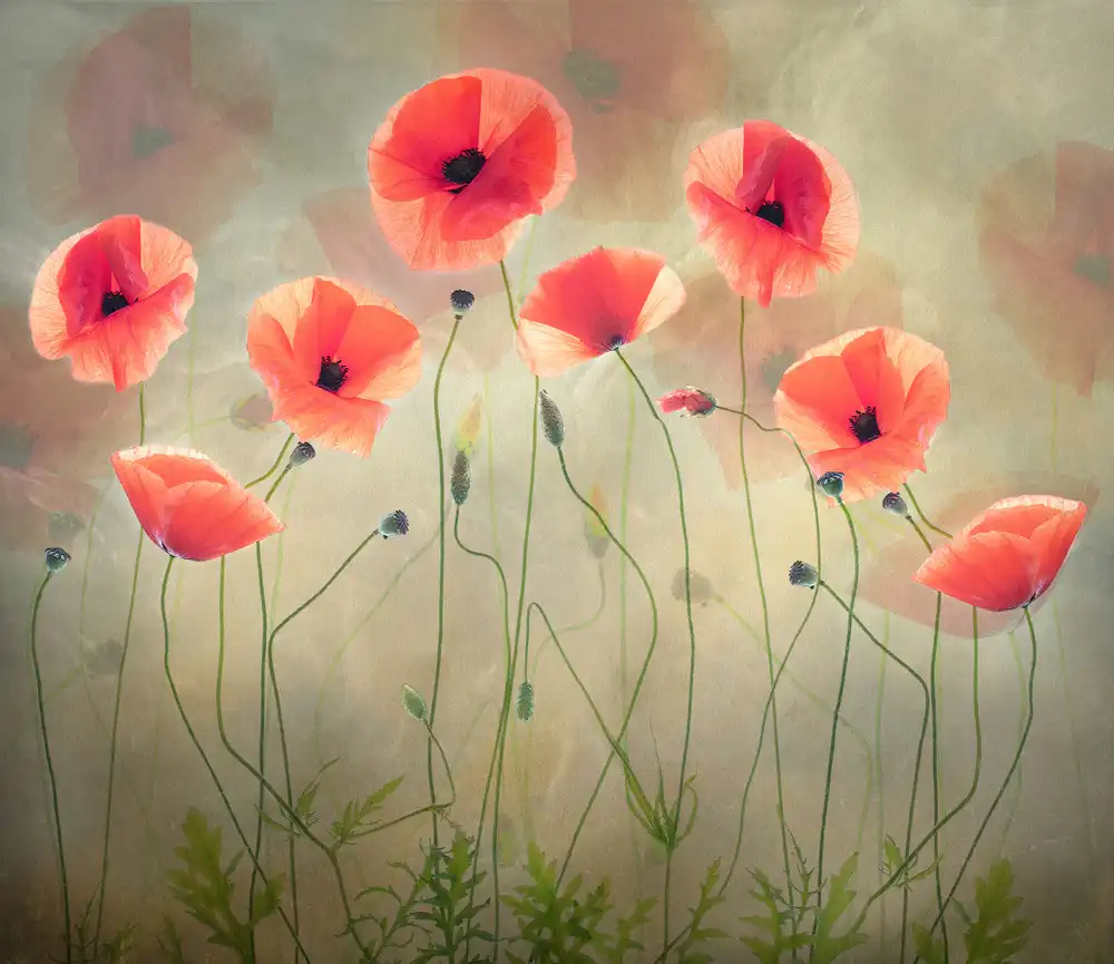 Williams, Sharon: Poppy Dance