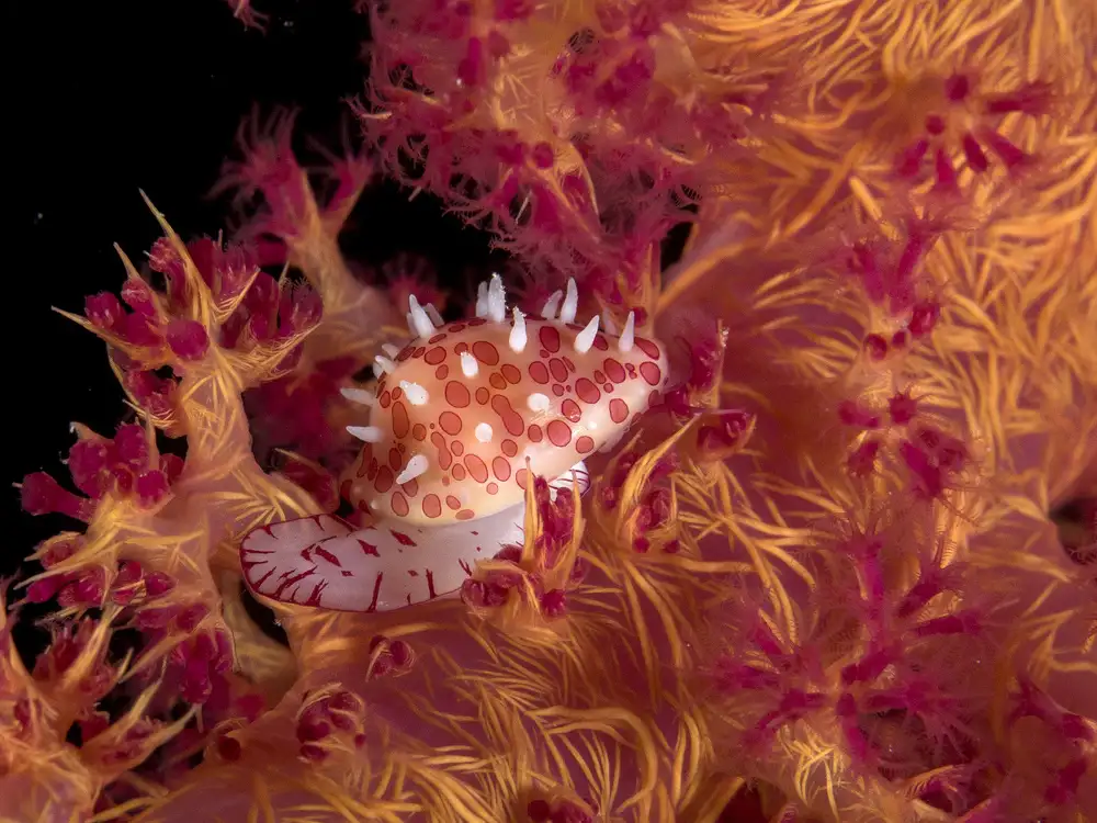 Tov, Ben Ilan: Ridged egg cowrie (Diminovula culmen) Nikon D300