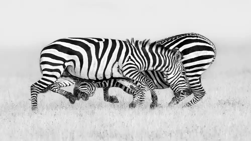 Zuo, Jun: Zebra-Wrestling