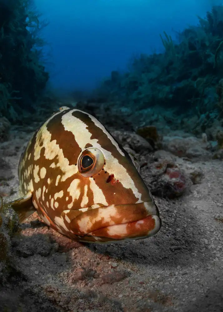Lu, Jennifer: Sleeping grouper