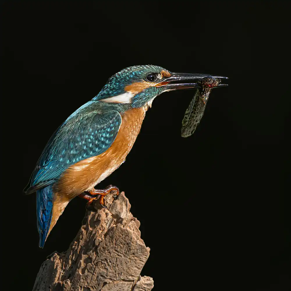Lichtman, Boris: Kingfisher