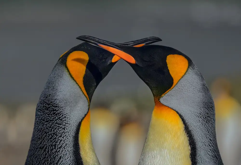 Lu, Jennifer: The moment of love