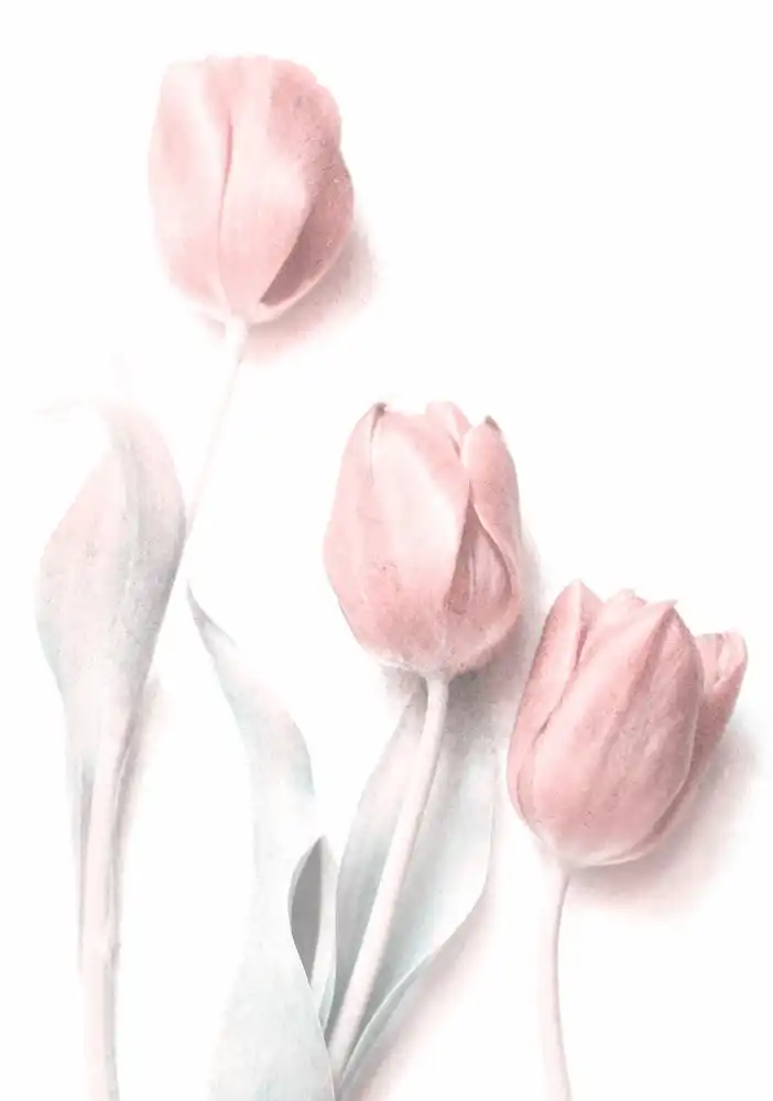 Devos, Delphine: Dolce rosa
