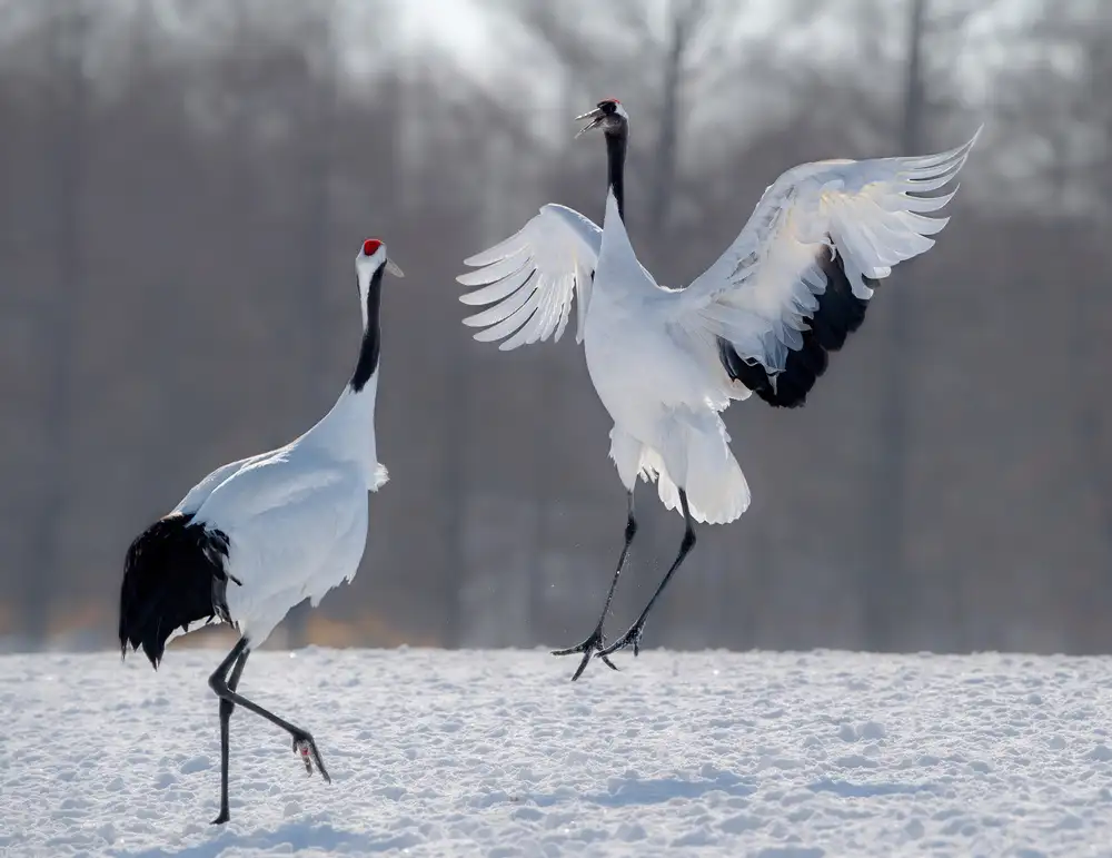 Fischer, Jie: Tanzen im Schnee