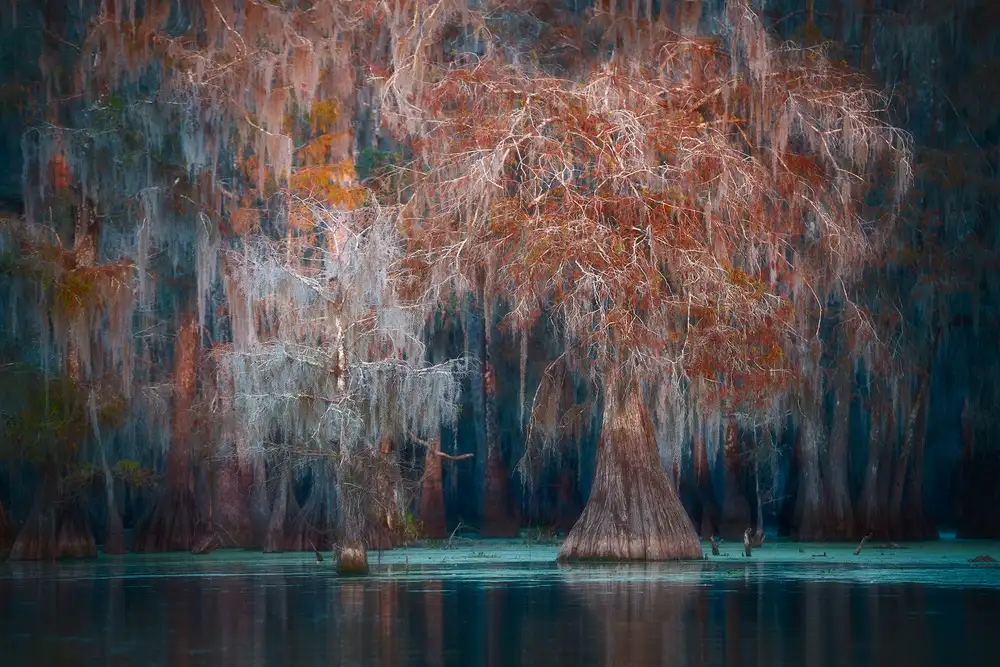Marchegiani, Roberto: Louisiana