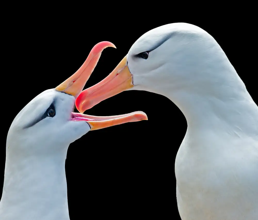 Tao, Liwen: Love