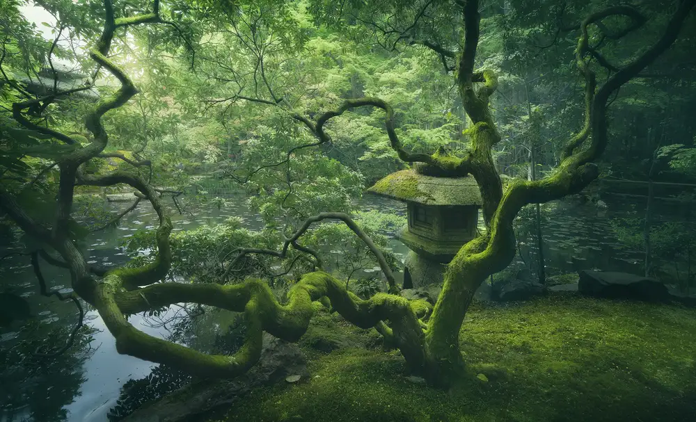 la, De Javier: Japanischer Baum