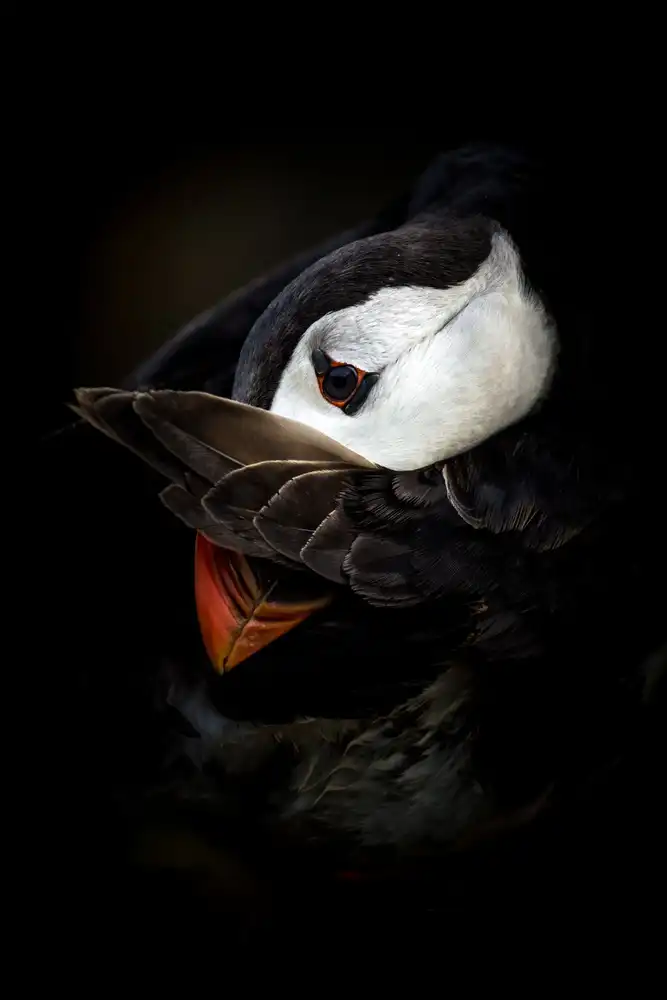 Tokolyi, Csaba: The Shy Puffin