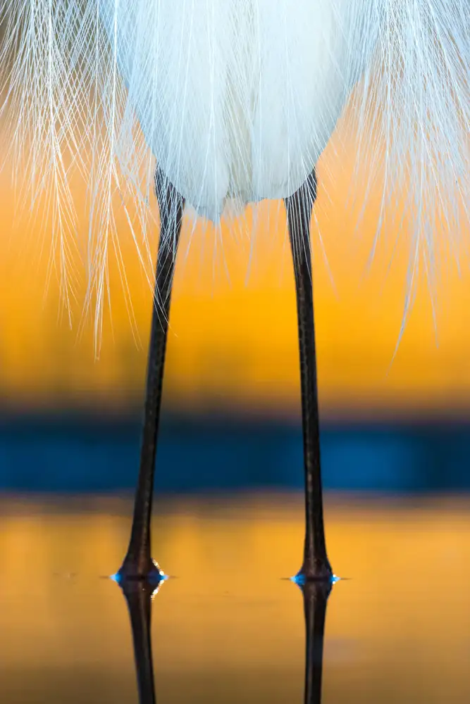 Tokolyi, Csaba: Dressed for dawn