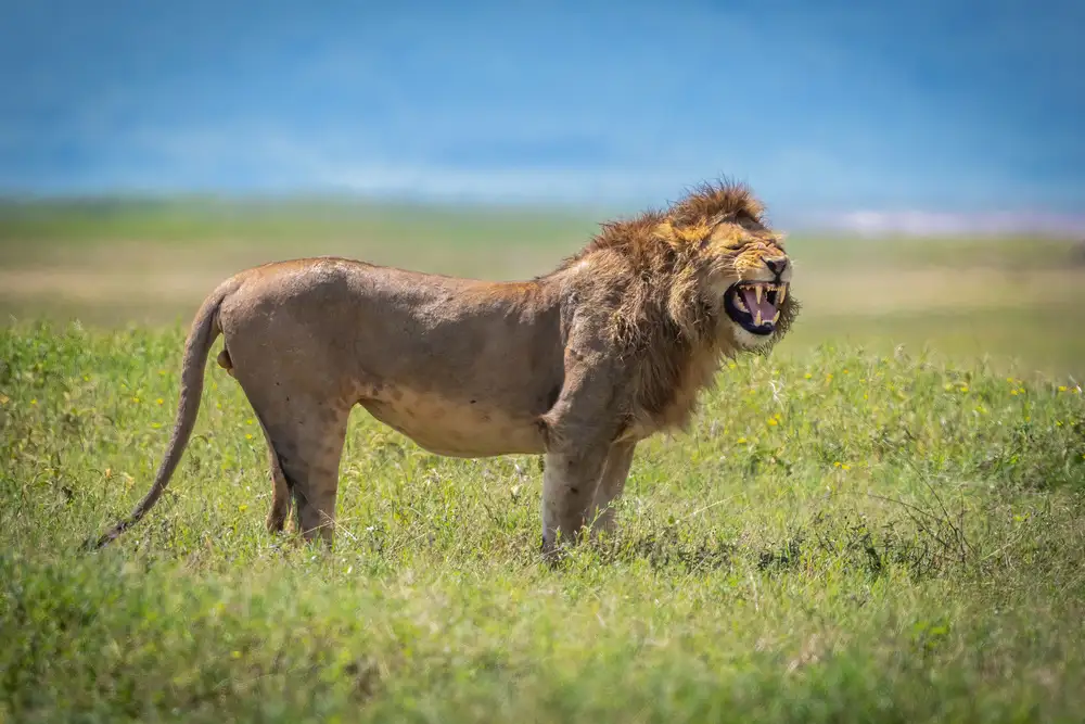 Sink, C. Jeffrey: Ngorongoro