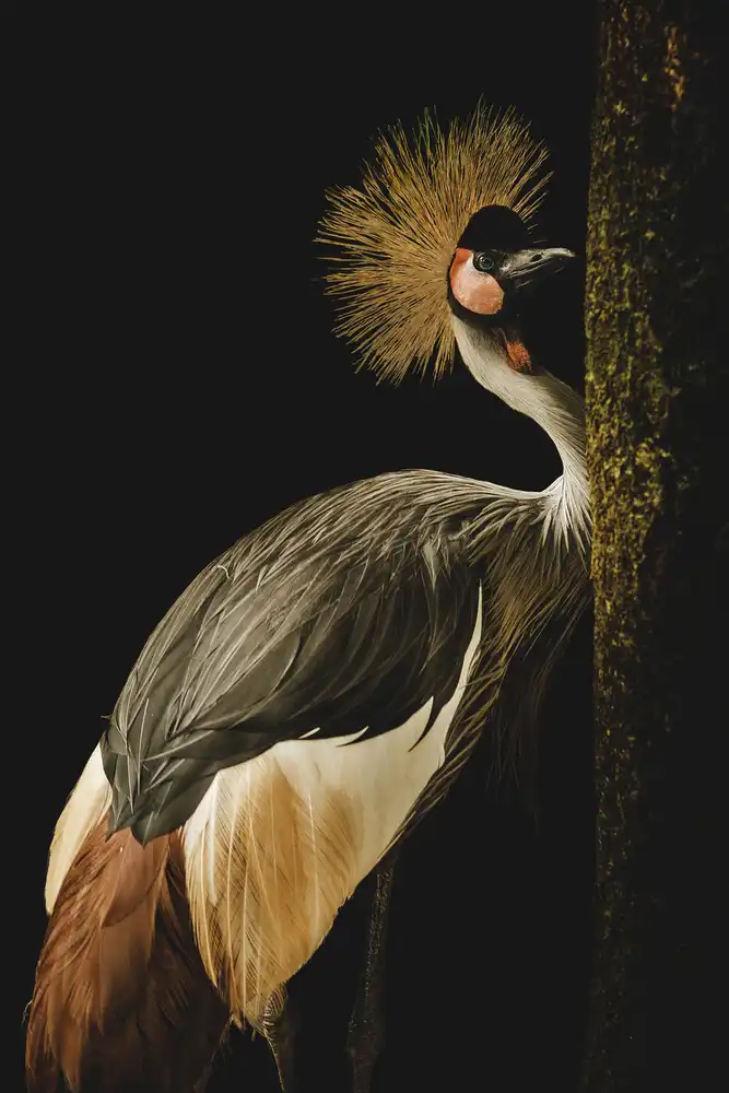 Jealousy: Grey Crowned Crane