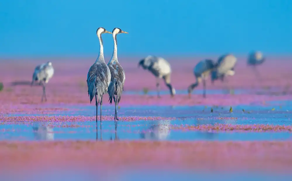 zhuxingchao: Grus grus