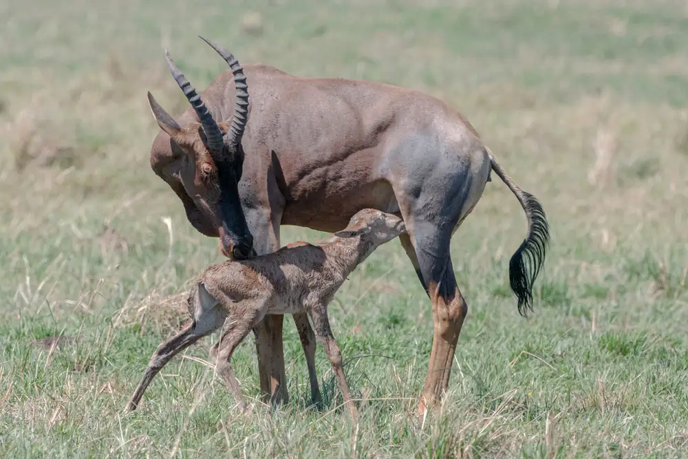 Fischer, Jie: Neues Leben in Massai Mara