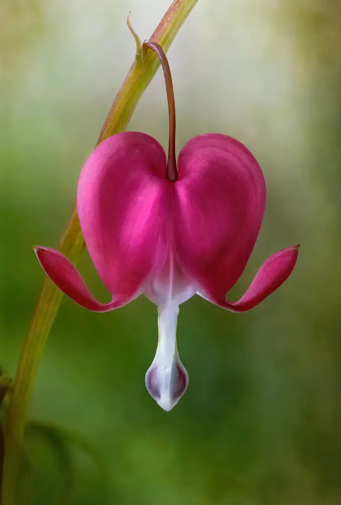 Disher, Mandy: Corazón sangrando