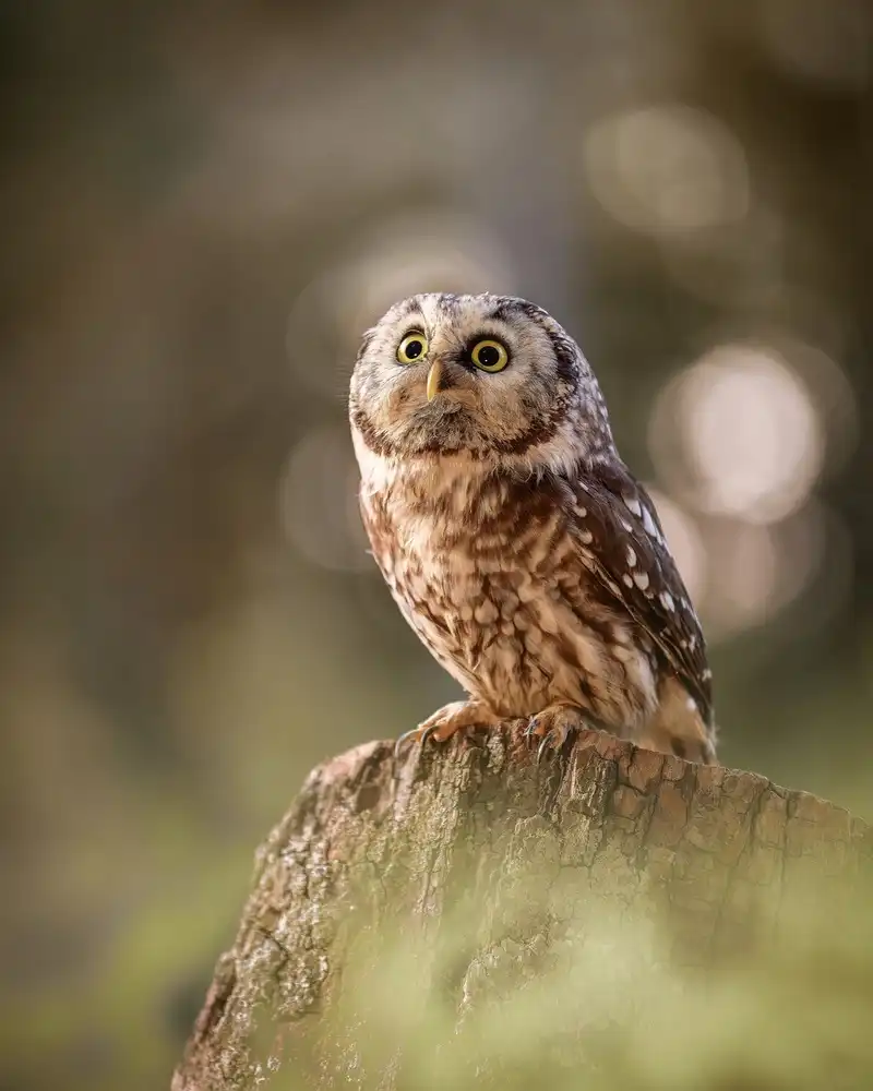 Firešová, Michaela: Boreal owl at sunrise
