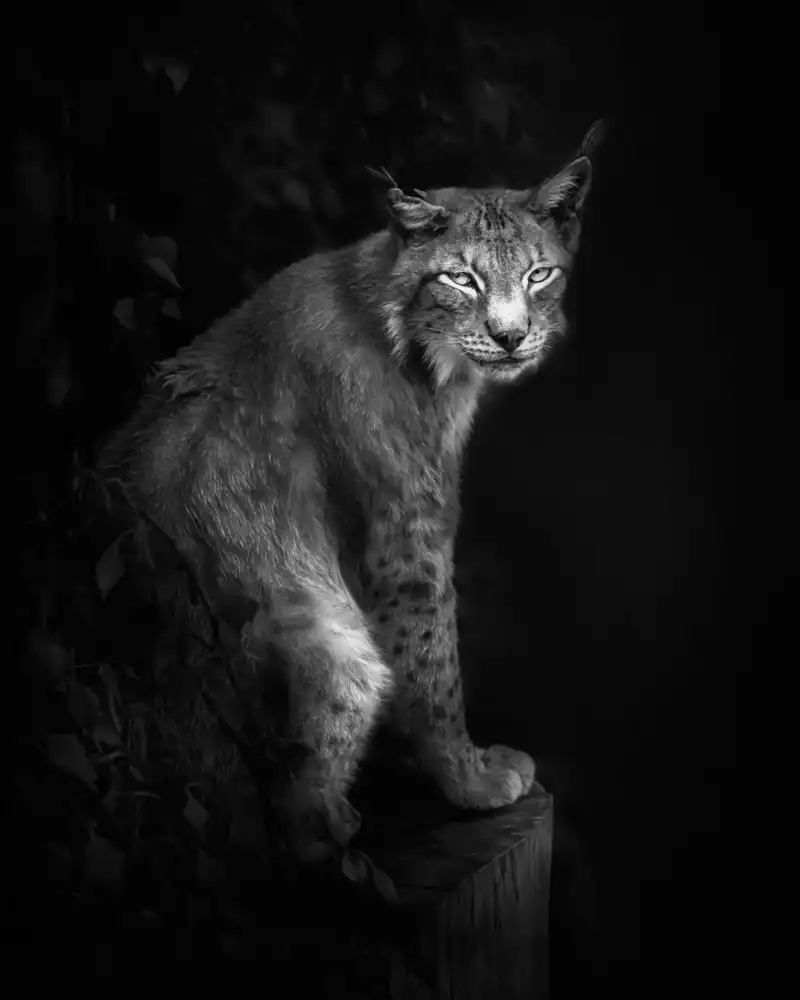 Buye, Pascual Santiago: Lynx portrait in B&W