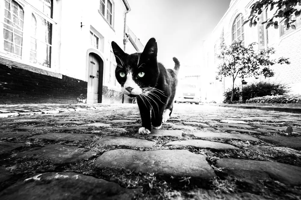 Huybrighs, Marc: Focus