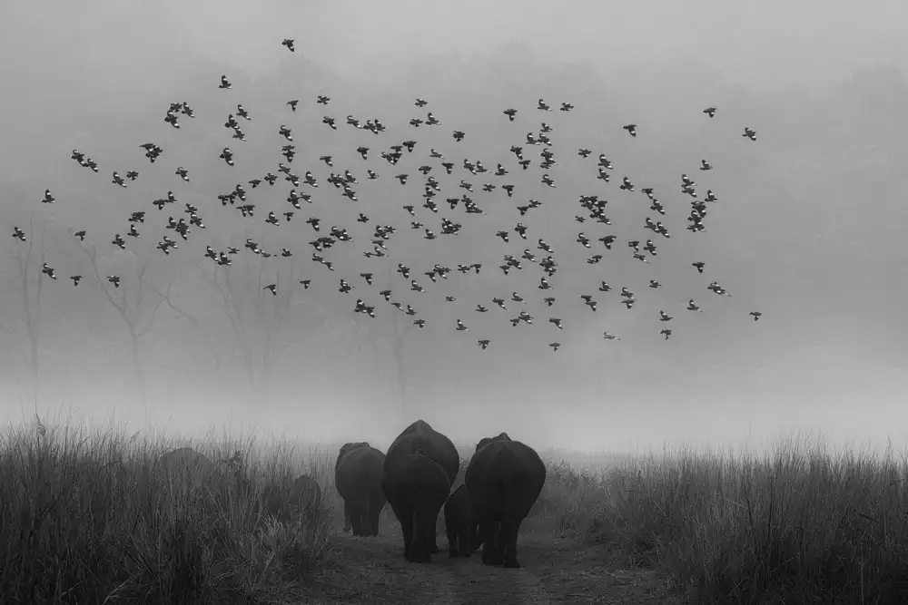 Swapnil: an adieu