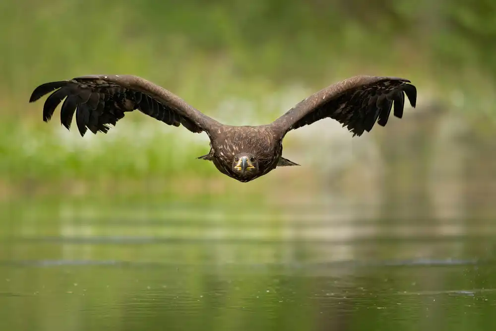 Zygmunt, Milan: Seeadler