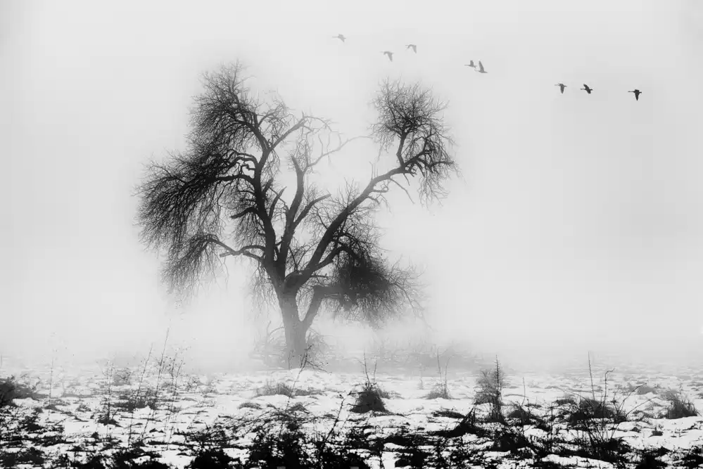 Bogdan, Marchevca: ztracený strom
