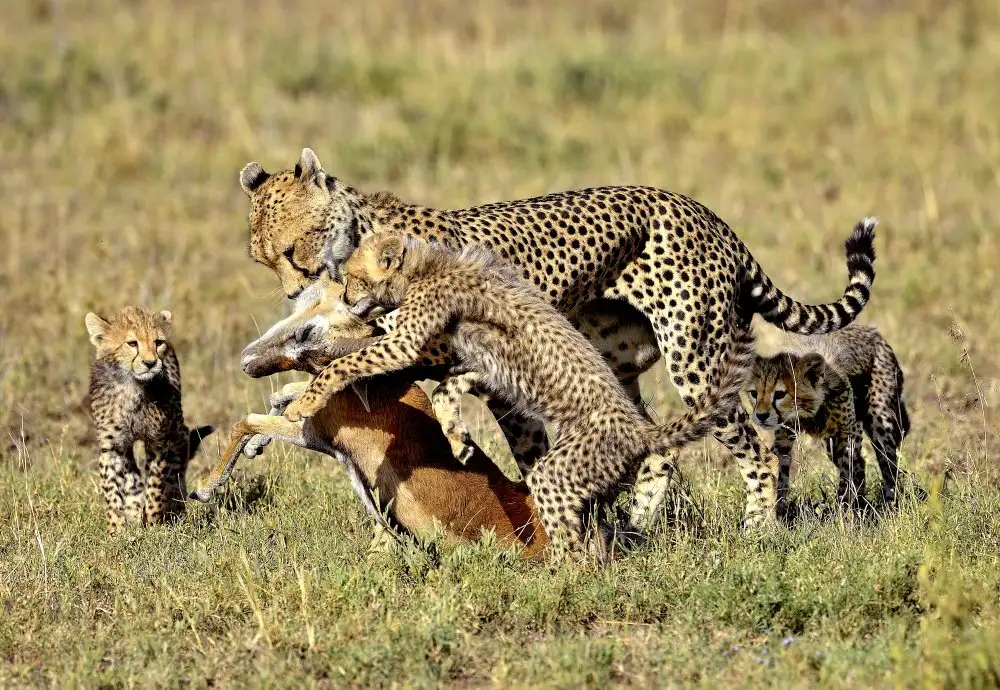 DAmico, Giuseppe: Hunting