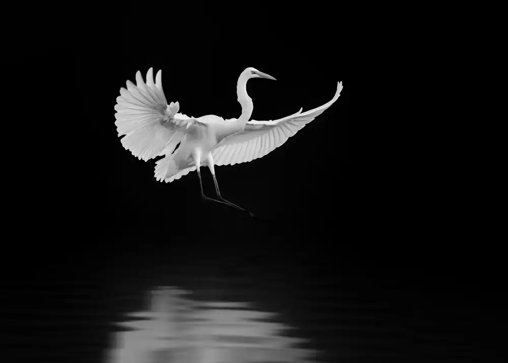 Li, Rob: landing