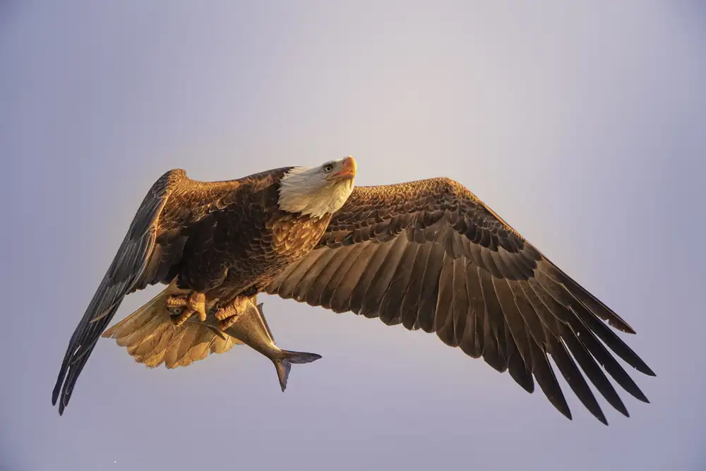 Huang, Tao: Eagle
