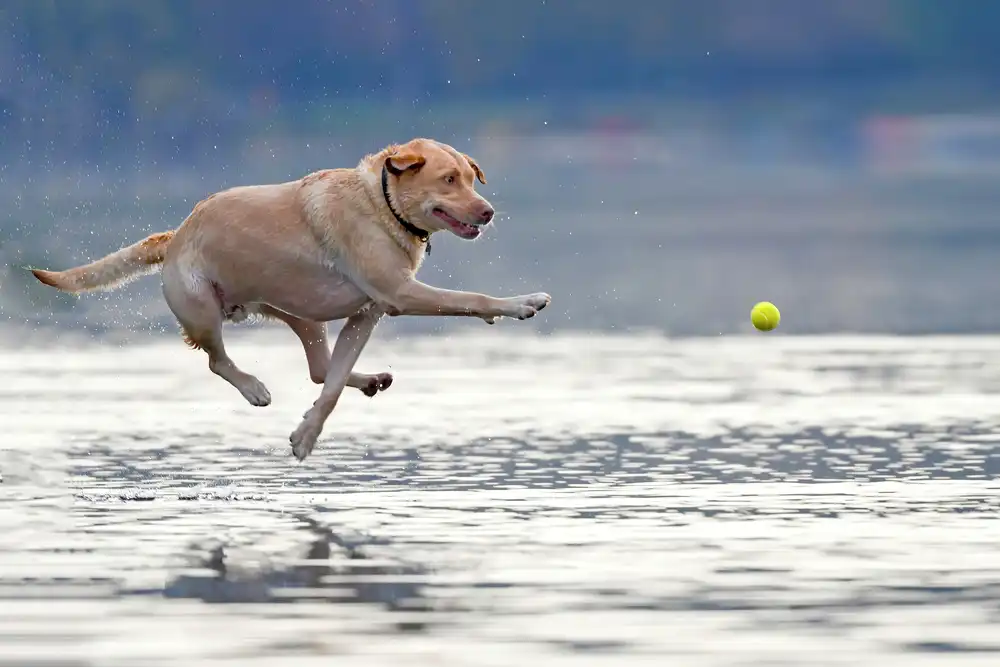 Li, Rob: Danser au dessus de l'eau