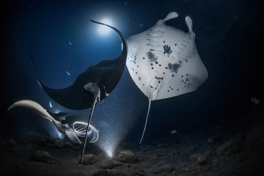Lu, Jennifer: Mantas night out