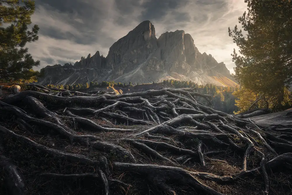 Franzoni, de Thomas: Wurzeln
