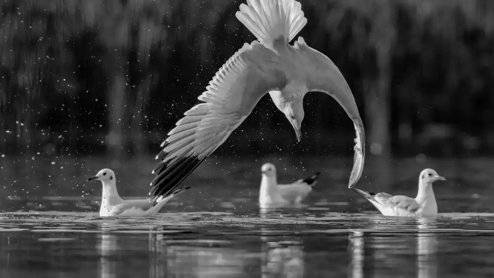 Manusevich, David: Mouettes