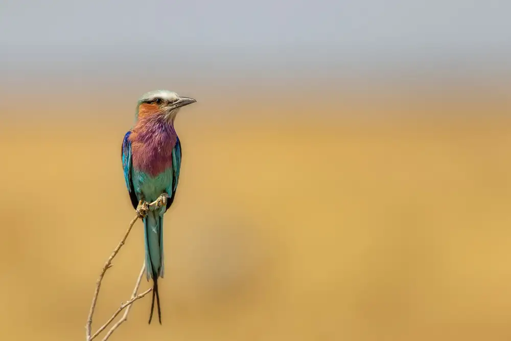 Catta, Alessandro: Roller