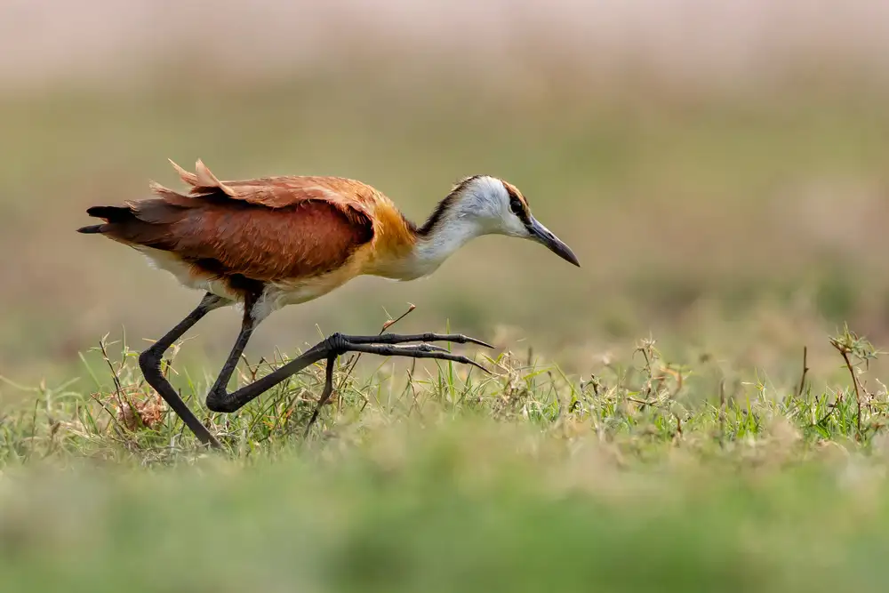 Catta, Alessandro: Jacana Walking