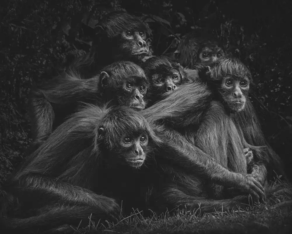 Gomez, Paul: PIDER MONKEYS VI