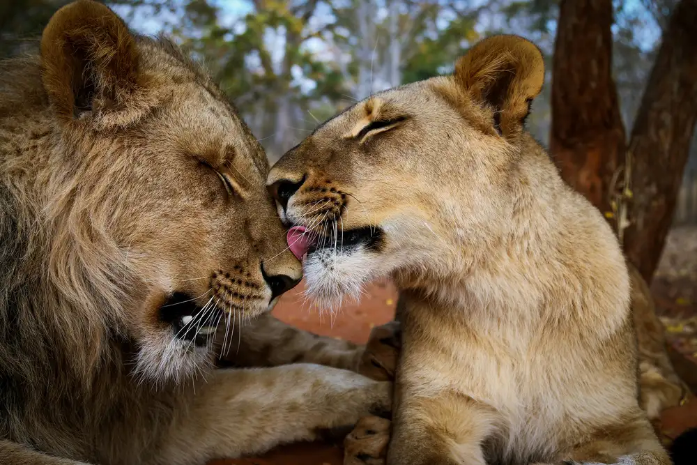 ManginiPhotography: A love history