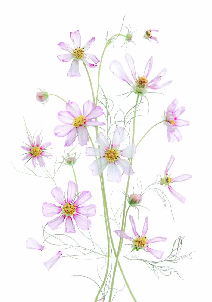 Zhou, Fangping: Cosmos