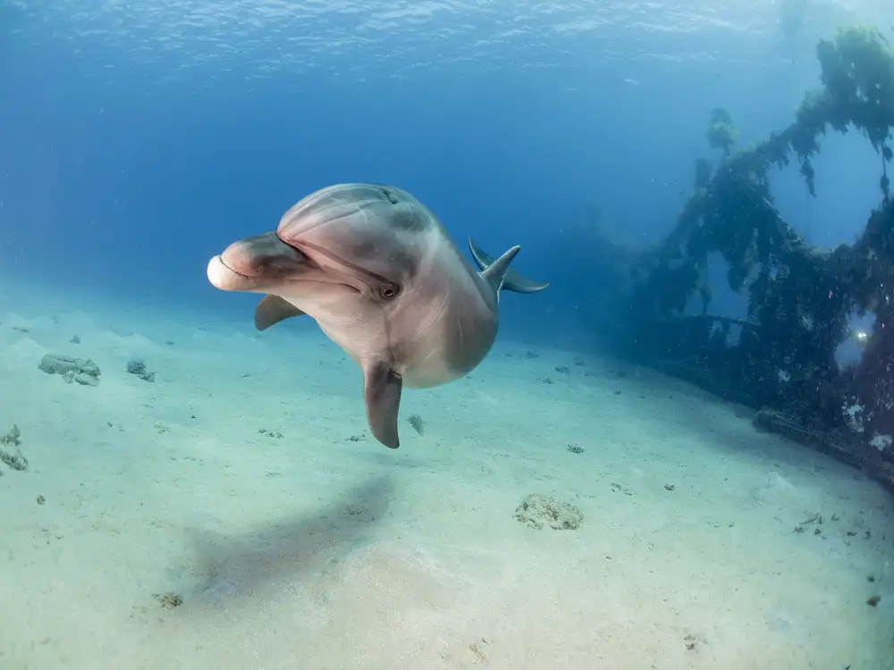 Tov, Ben Ilan: Dolphin