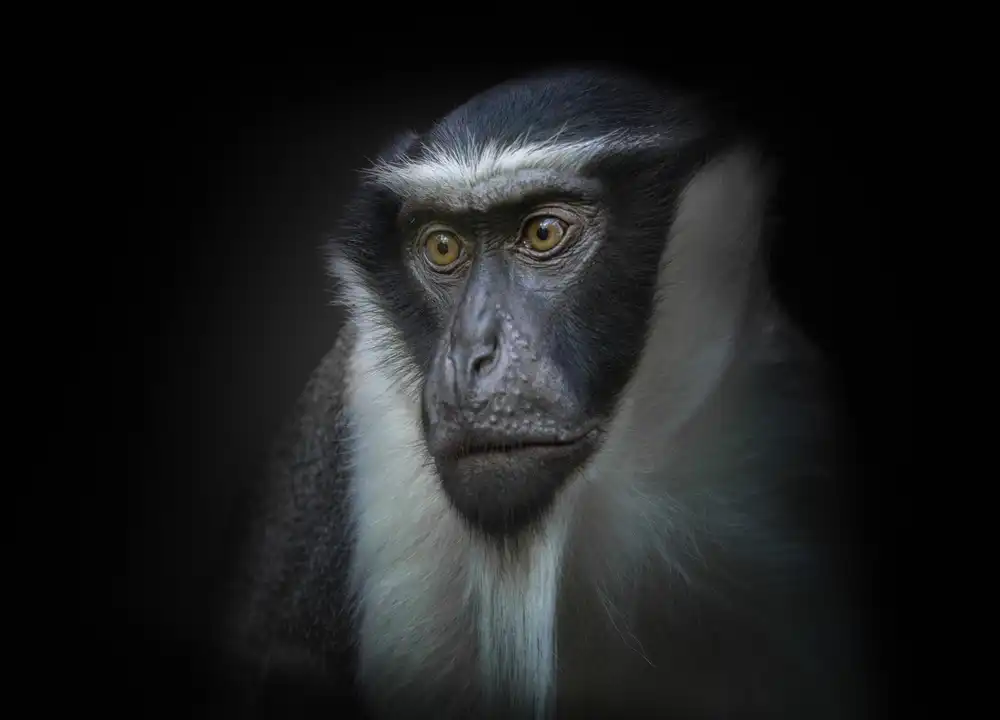 KaMerA: Affe