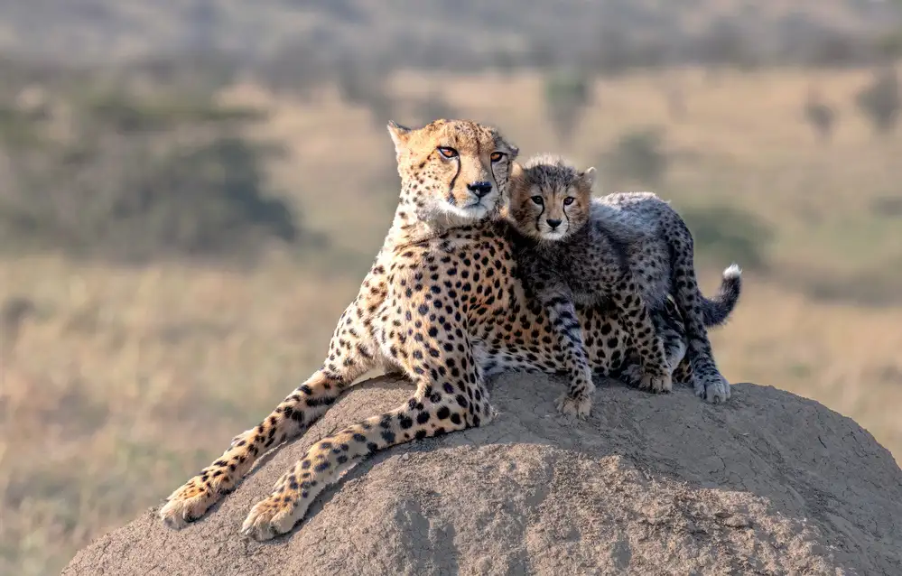Fischer, Jie: Guépard et tasse !