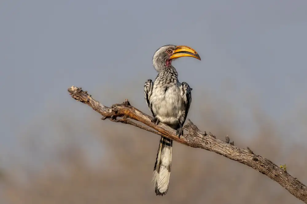 Catta, Alessandro: Southern Yellow-Billed Hornbill