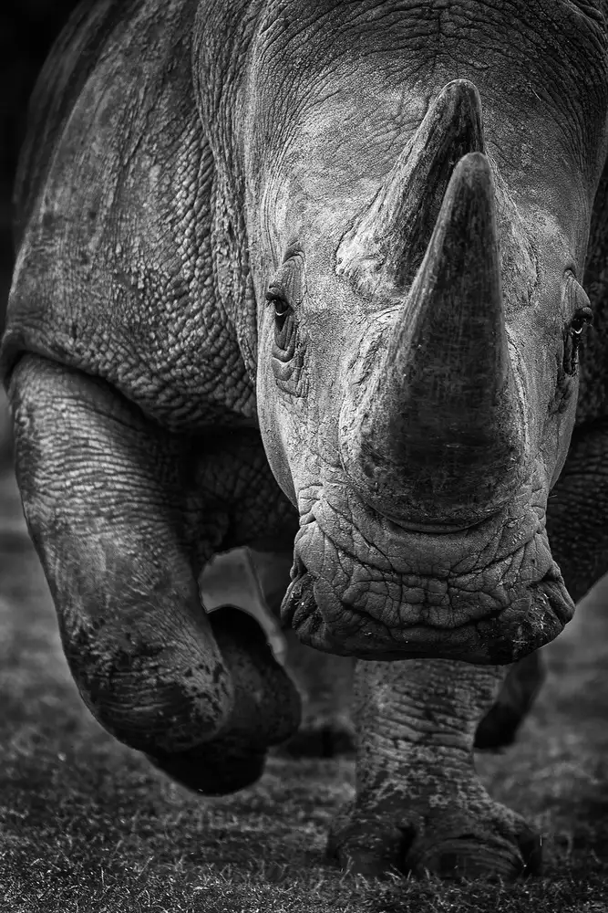Khataw, Ali: Rhinocéros blanc en fuite !