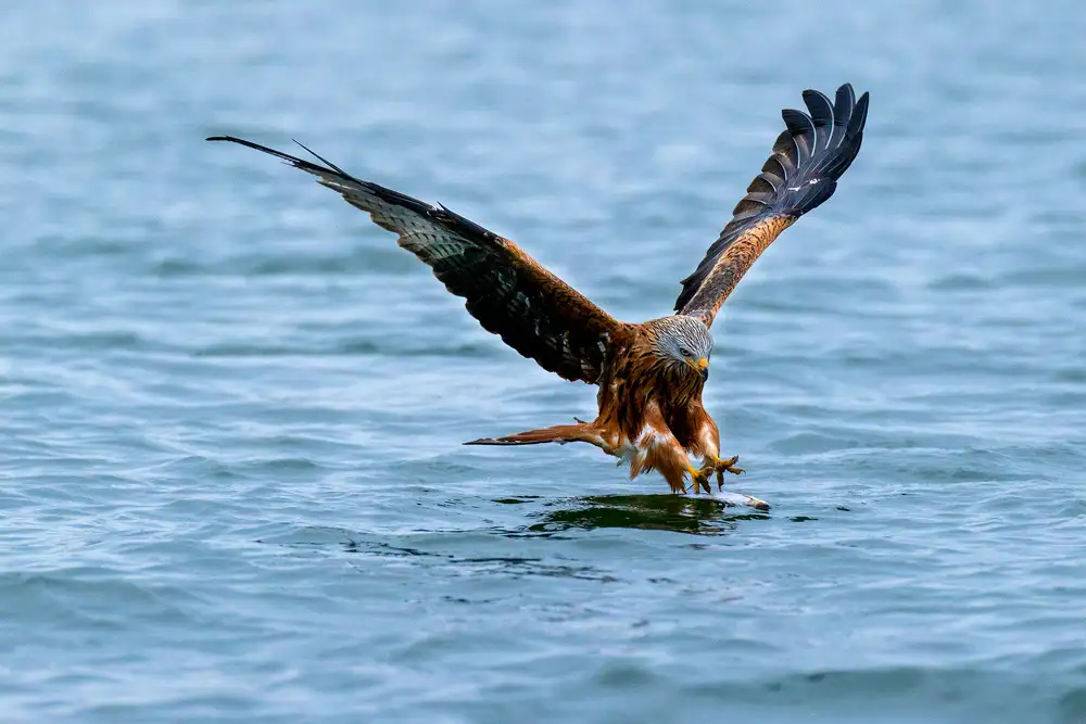 Rompf, Heike: Red kite