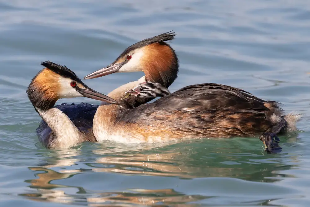 Bolla, Paolo: Grebe Family