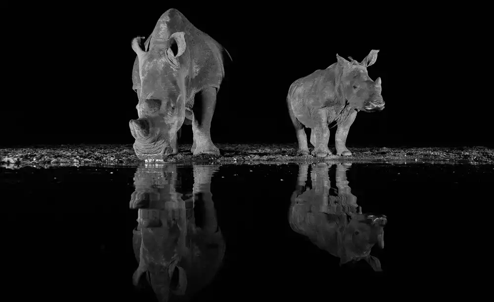 FrancoisVenter: Rhinos drinking at night