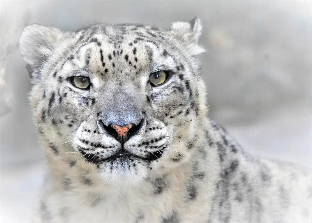 Andreescu, Cristian: Snow leopard