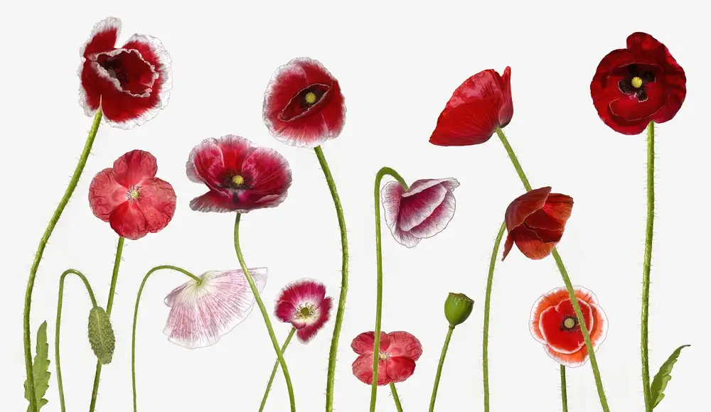 Manning, Jocelyn: Poppy Family
