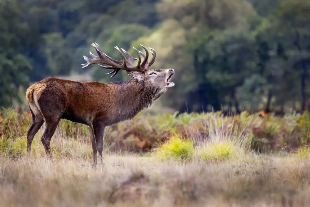Redaelli, Marco: The scream of the deer